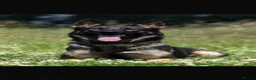 German Shepherd dogs for sale: 7 Month Old German Shepherd Female German Import - Advert 3