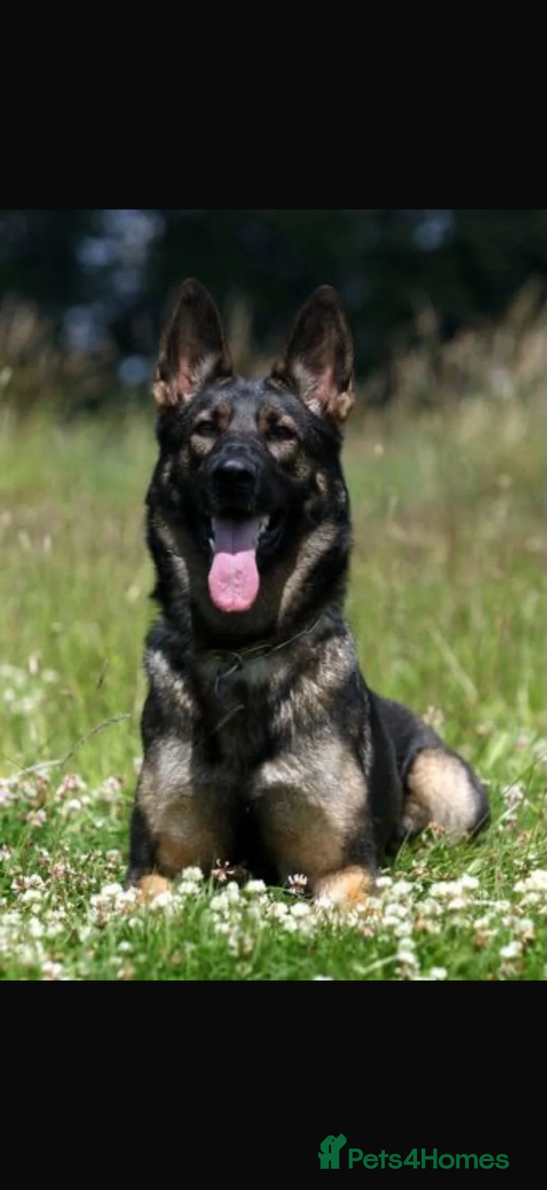 German Shepherd dogs for sale: 7 Month Old German Shepherd Female German Import - Advert 3