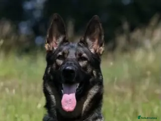 German Shepherd dogs 7 Month Old German Shepherd Female German Import - Advert 6