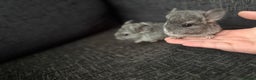 Chinchilla rodents for sale: 3 male chinchillas  - Advert 2