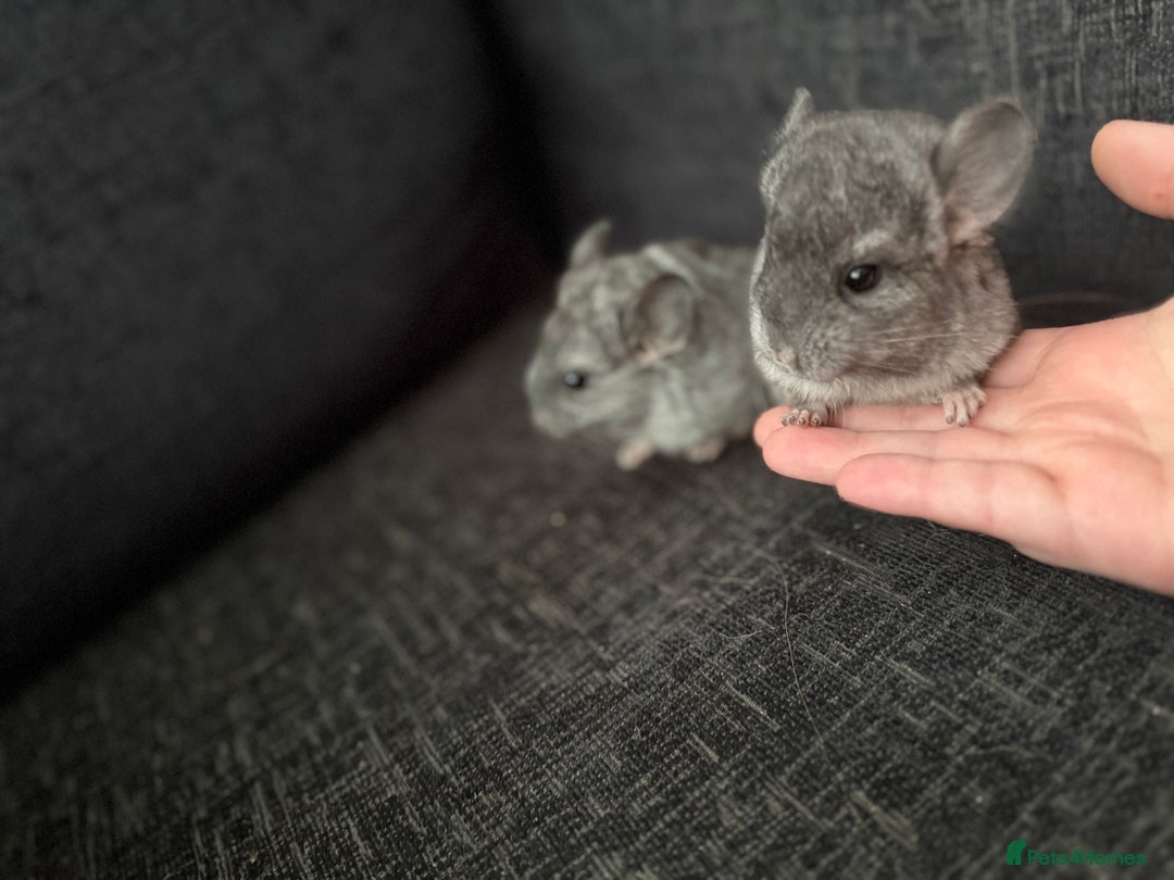 Chinchilla rodents for sale: 3 male chinchillas  - Advert 2