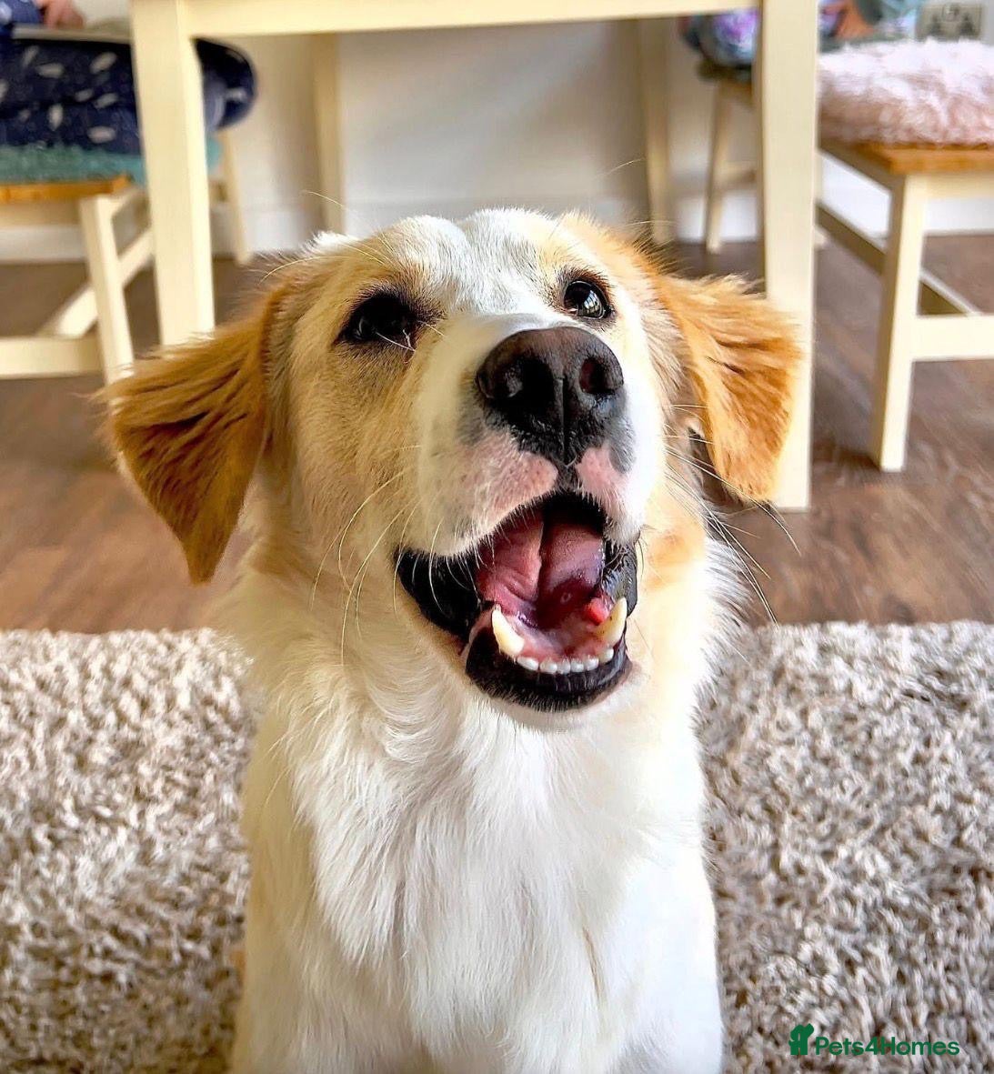 Mixed Breed dogs Sweet Little OLAF – Hit and Run 😡 - Advert 22