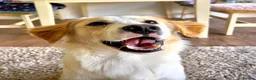 Mixed Breed dogs for adoption: Sweet Little OLAF – Hit and Run 😡 - Advert 1