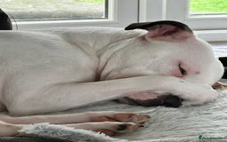 Staffordshire Bull Terrier dogs for sale: Beautiful nearly 2 year old staffy - Image 1