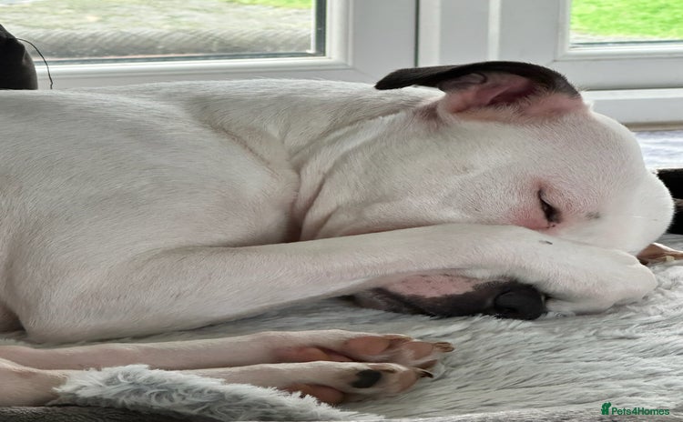 Staffordshire Bull Terrier dogs - Advert 1