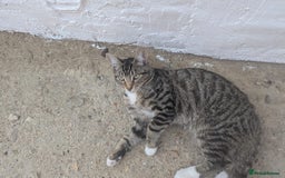 Domestic Shorthair cats for sale: Playful 4-Month-Old Kitten - Image 6
