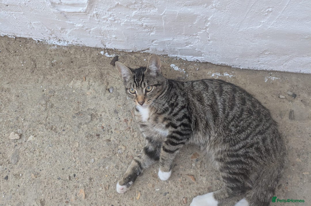 Domestic Shorthair cats for sale: Playful 4-Month-Old Kitten - Image 6