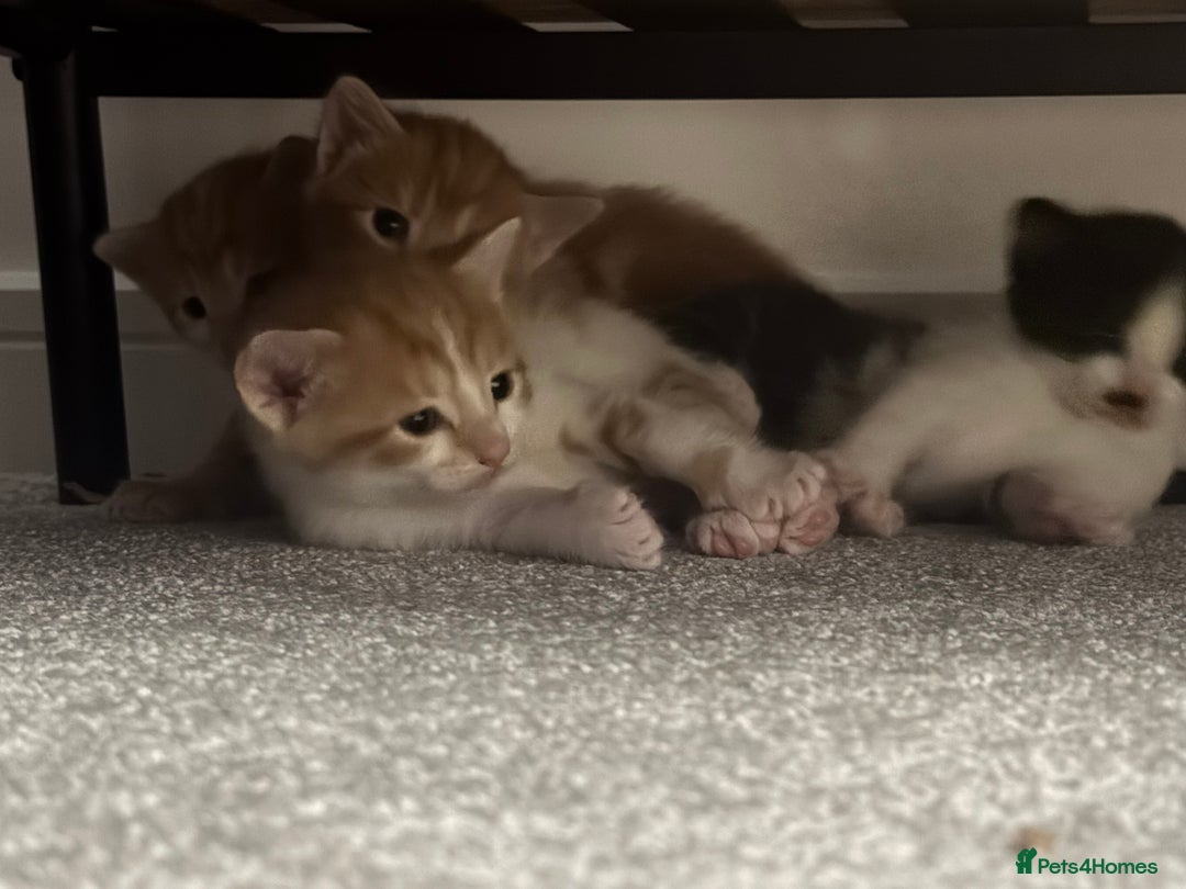 Domestic Shorthair cats for sale: Three Male kittens 🐱  - Image 2