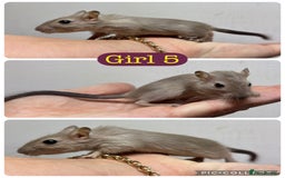 Gerbil rodents for sale: Beautiful friendly baby gerbils  - Image 14