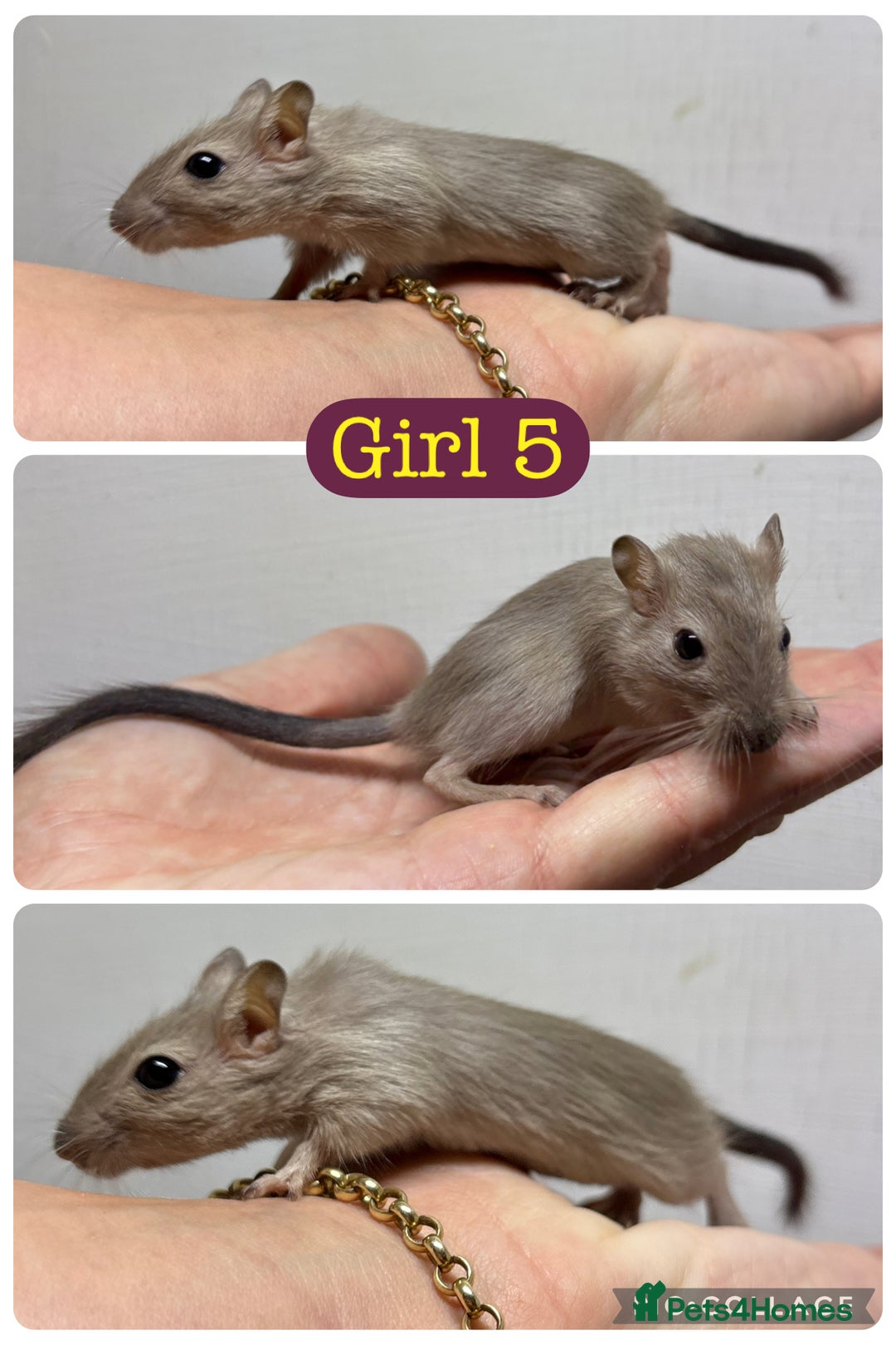 Gerbil rodents for sale: Beautiful friendly baby gerbils  - Image 14