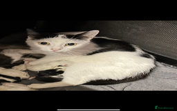 Mixed Breed cats for sale: READY TO GO 🫶 Three beautiful kittens left 🫶 - Image 12