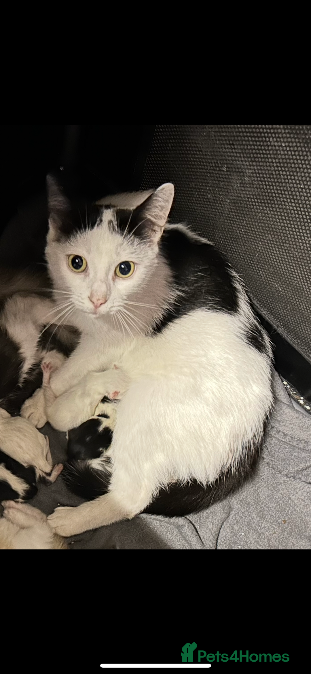 Mixed Breed cats for sale: READY TO GO 🫶 Three beautiful kittens left 🫶 - Image 12