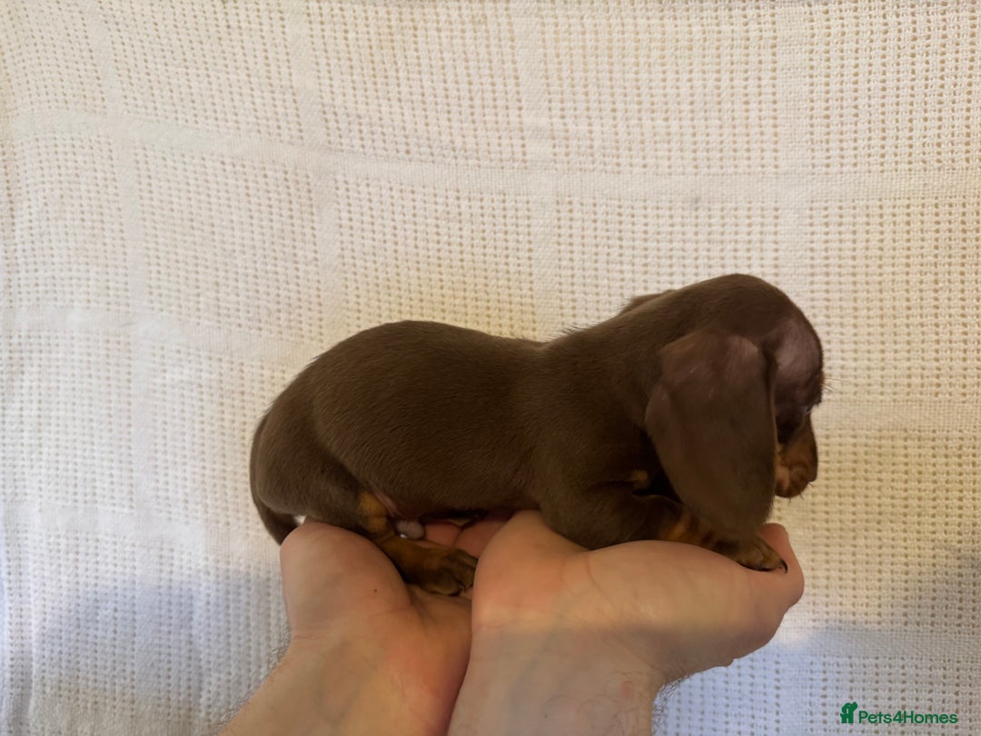 Miniature Dachshund dogs for sale: KC registered miniature dachshunds  - Advert 5