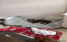 Domestic Shorthair cats for sale: Kitten for sale  - Image 6