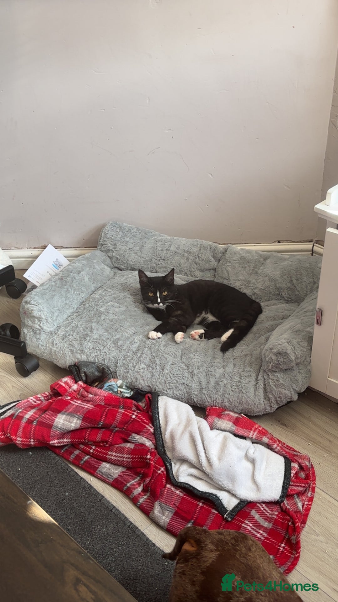 Domestic Shorthair cats for sale: Kitten for sale  - Image 6