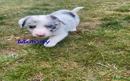 Border Collie dogs for sale: Kennel Club Border Collie Puppies For Sale - Image 13