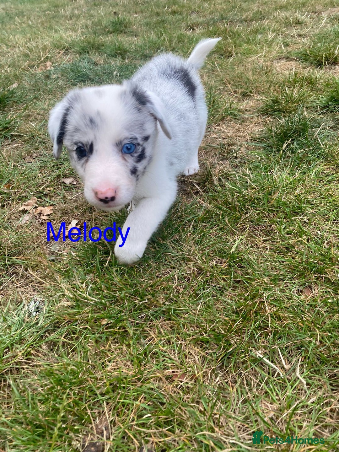 Border Collie dogs for sale: Kennel Club Border Collie Puppies For Sale - Image 13