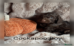Cockapoo dogs for sale: Choc Merle F1 Cockapoo are back  - Image 4