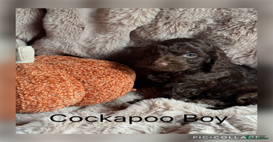 Cockapoo dogs - Advert 14