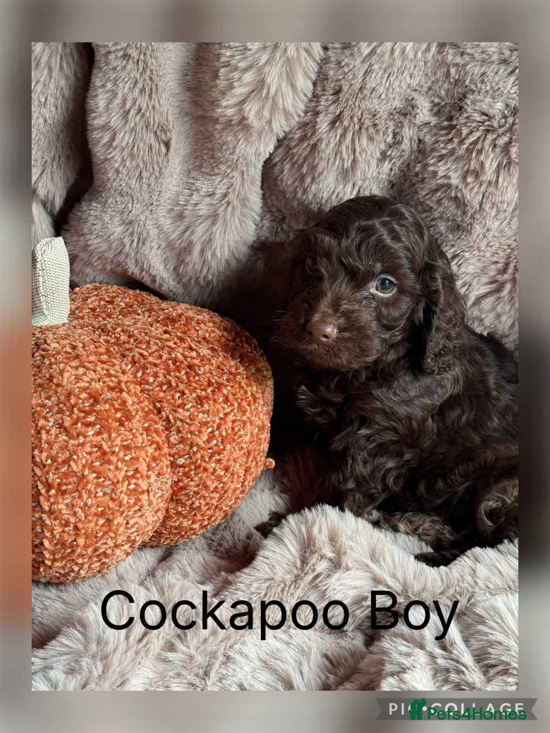 Cockapoo dogs for sale: Choc Merle F1 Cockapoo are back  - Image 4