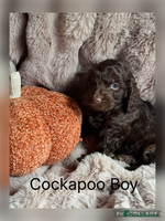 Cockapoo dogs - Advert 1
