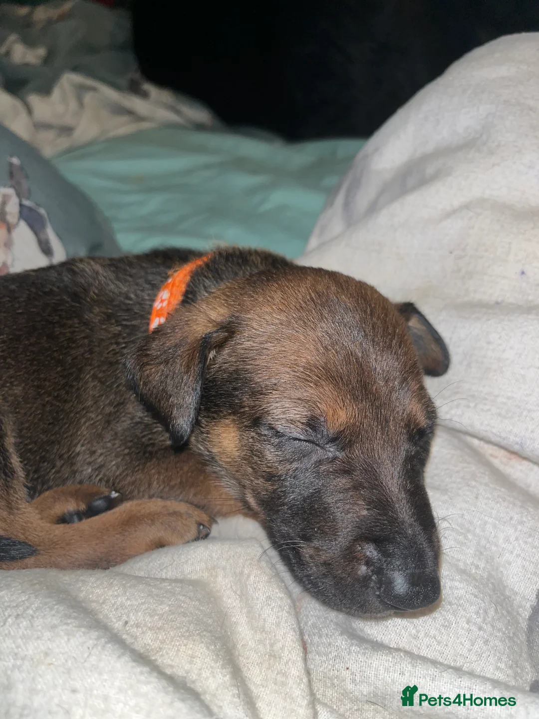 Mixed Breed dogs for sale: Doberman x Malinois x German Shepherd Puppies  - Advert 17