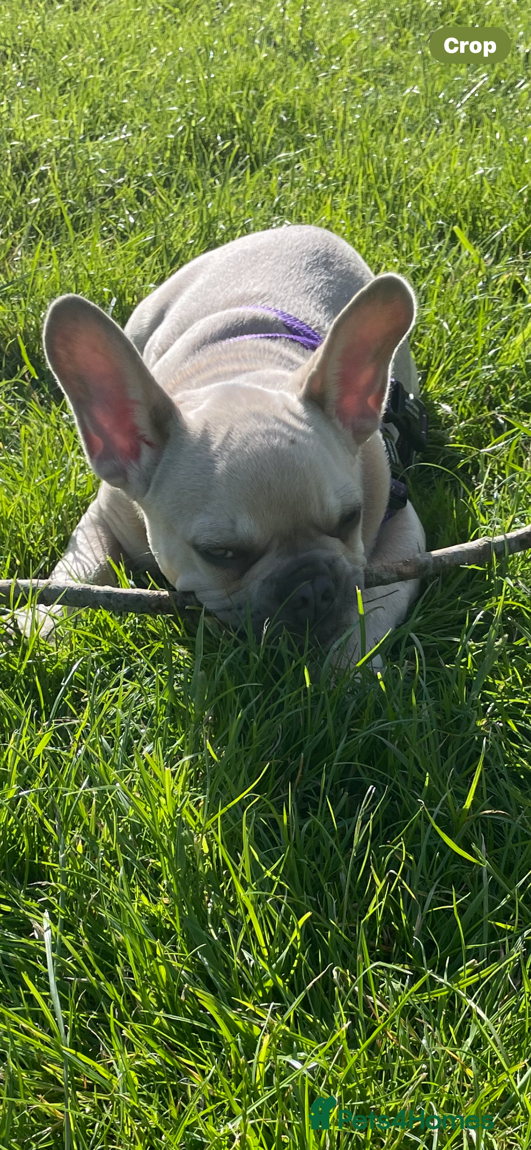 French Bulldog dogs for stud: French Bulldog for Stud - Image 4