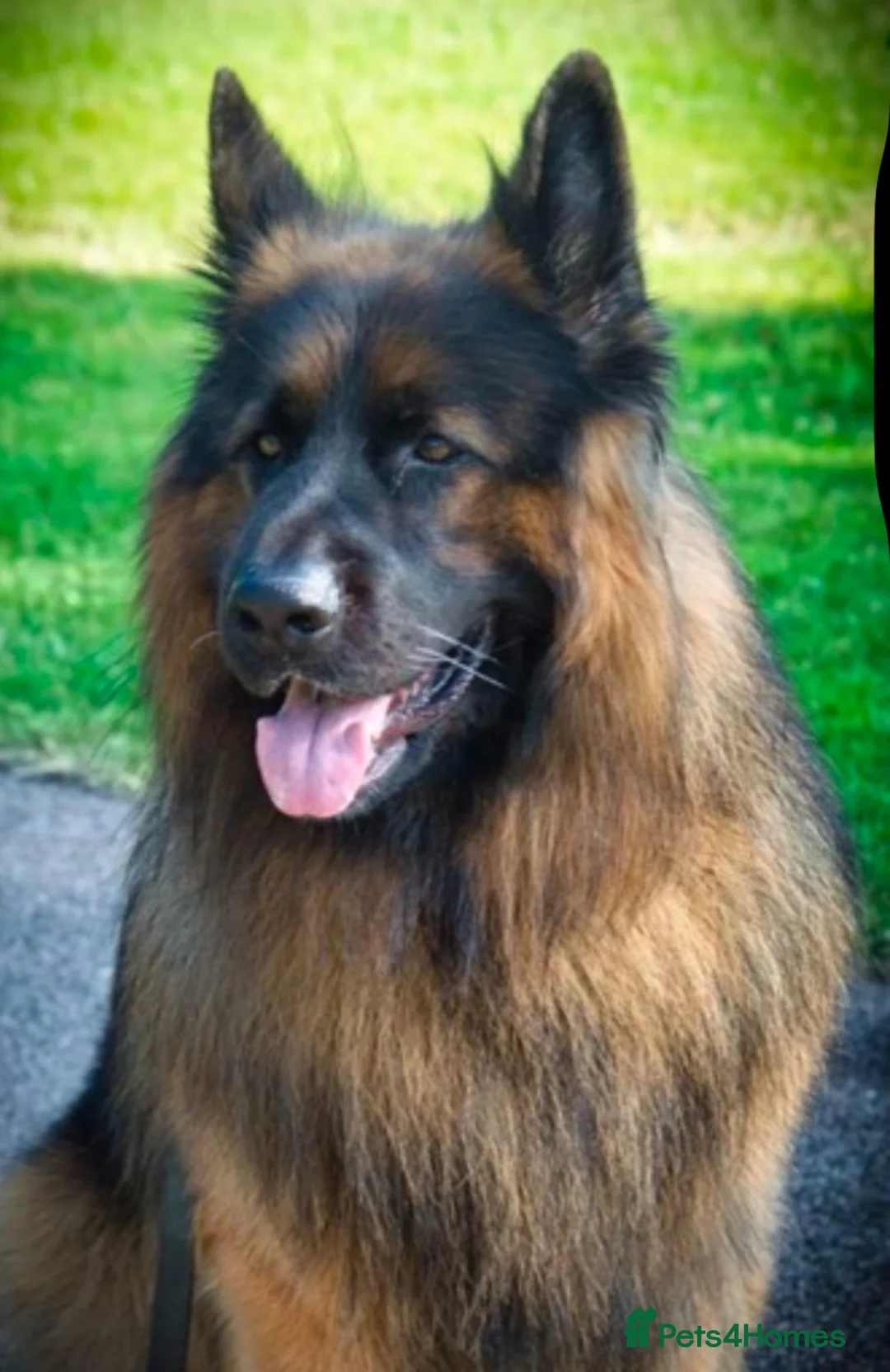 German Shepherd dogs for sale: Stunning Pedigree Male German Shepherd Puppy - Advert 10