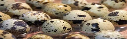 Quail poultry for sale: Laying Jumbo Japanese Coturnix Quail  - Advert 3