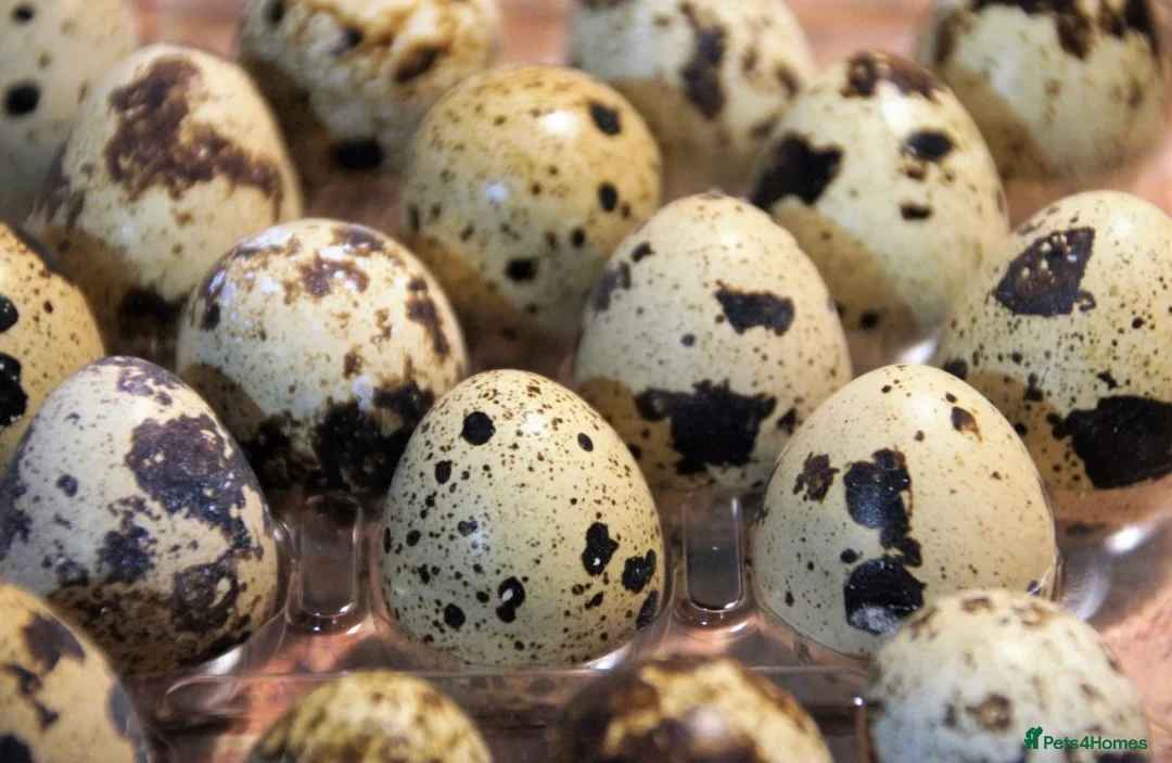 Quail poultry for sale: Laying Jumbo Japanese Coturnix Quail  - Advert 3