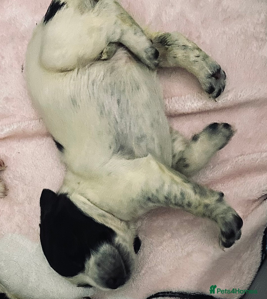 Sprocker dogs for sale: Beautiful Sprocker Puppies Ready 30th December - Advert 6