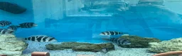 Cichlids fish for sale: Cyphotilapia frontosa  - Advert 2