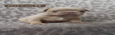 Dutton 