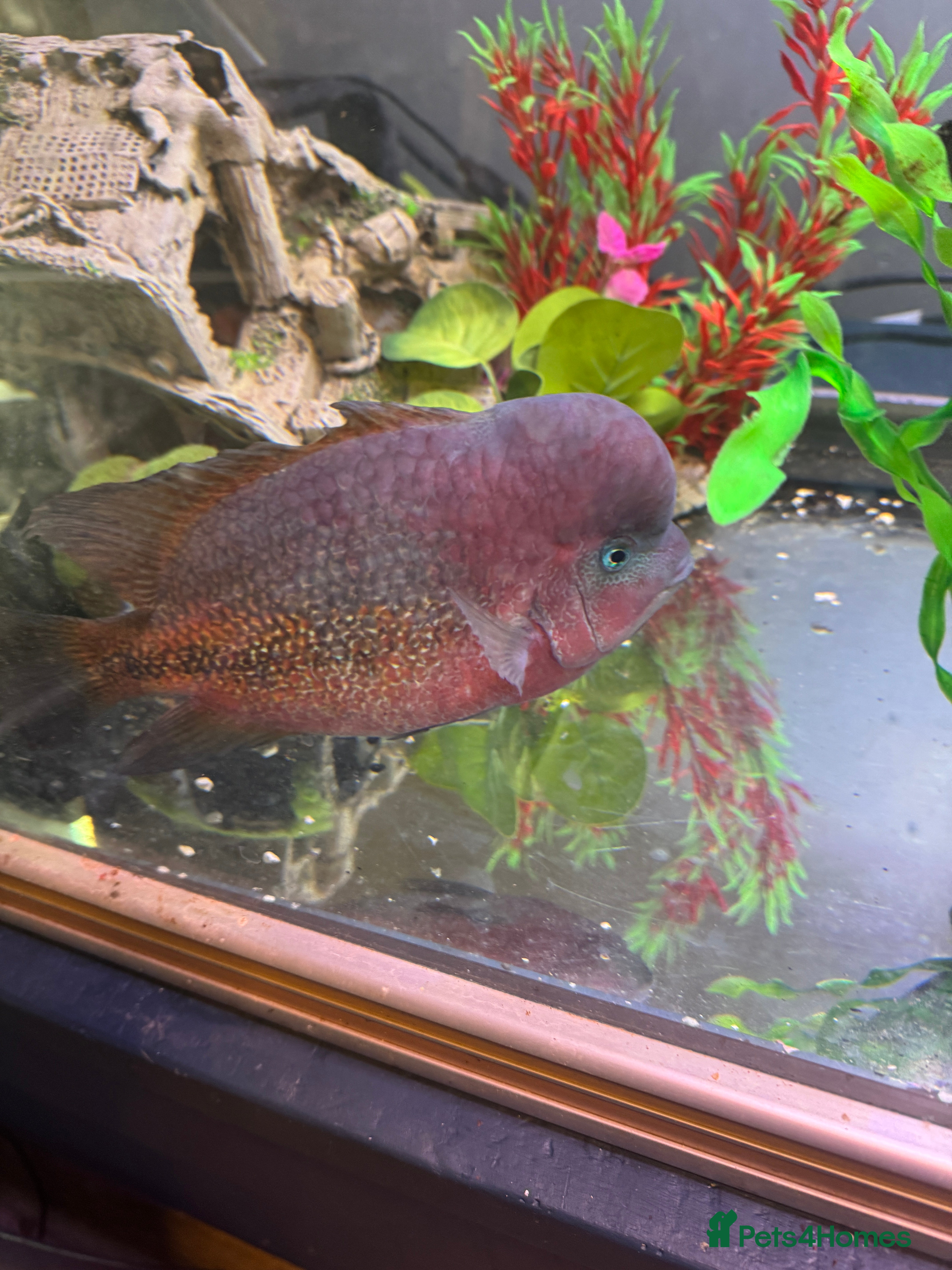 Cichlids fish Big blue vieja  - Advert 8