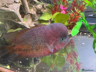 Cichlids fish Big blue vieja - Advert 20