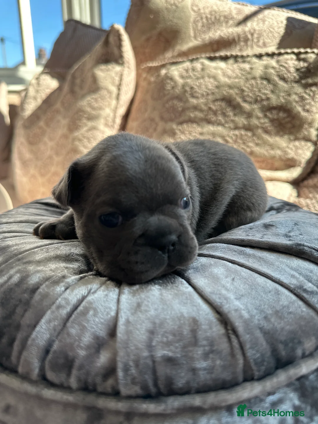French Bulldog dogs for sale: French Bulldog Puppies - Advert 38