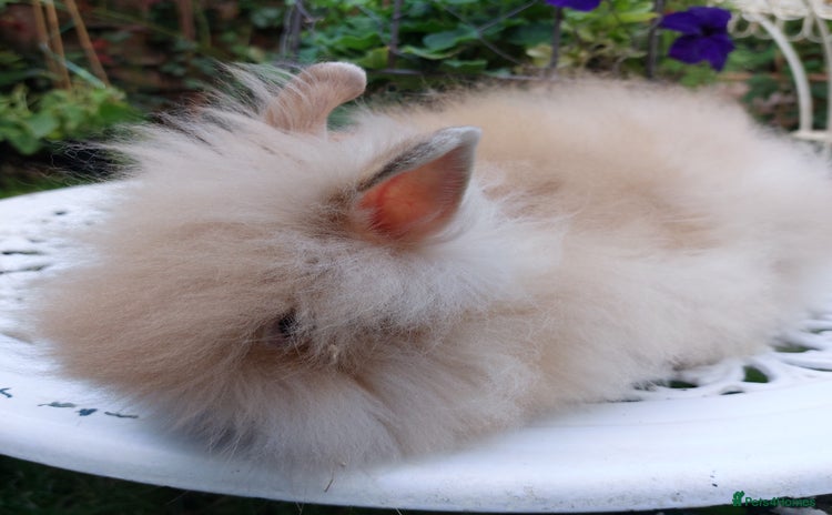 Lionhead rabbits - Advert 11