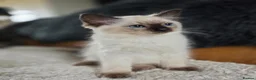 Ragdoll cats for sale: Beautifull Ragdoll Kittens - Ready Now! - Advert 3