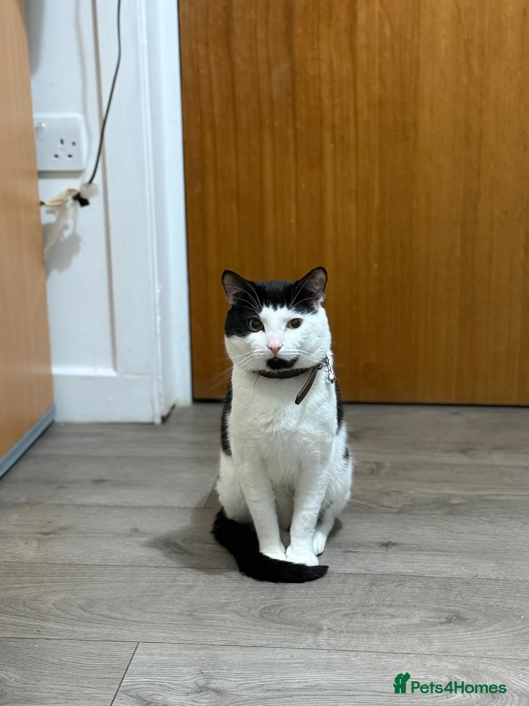 Domestic Shorthair cats for stud: Chubby  in London - Advert 1