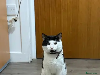 Domestic Shorthair cats Chubby - Advert 10