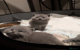 British Shorthair cats for sale: Lilac and Black British Shorthair kittens  - Image 11