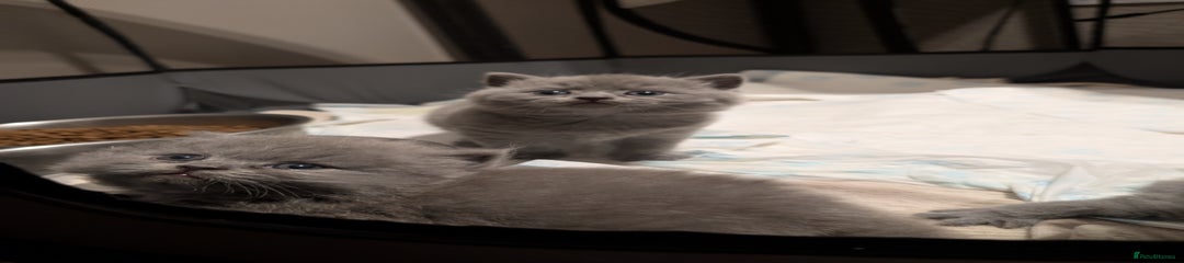 British Shorthair Kitten 2