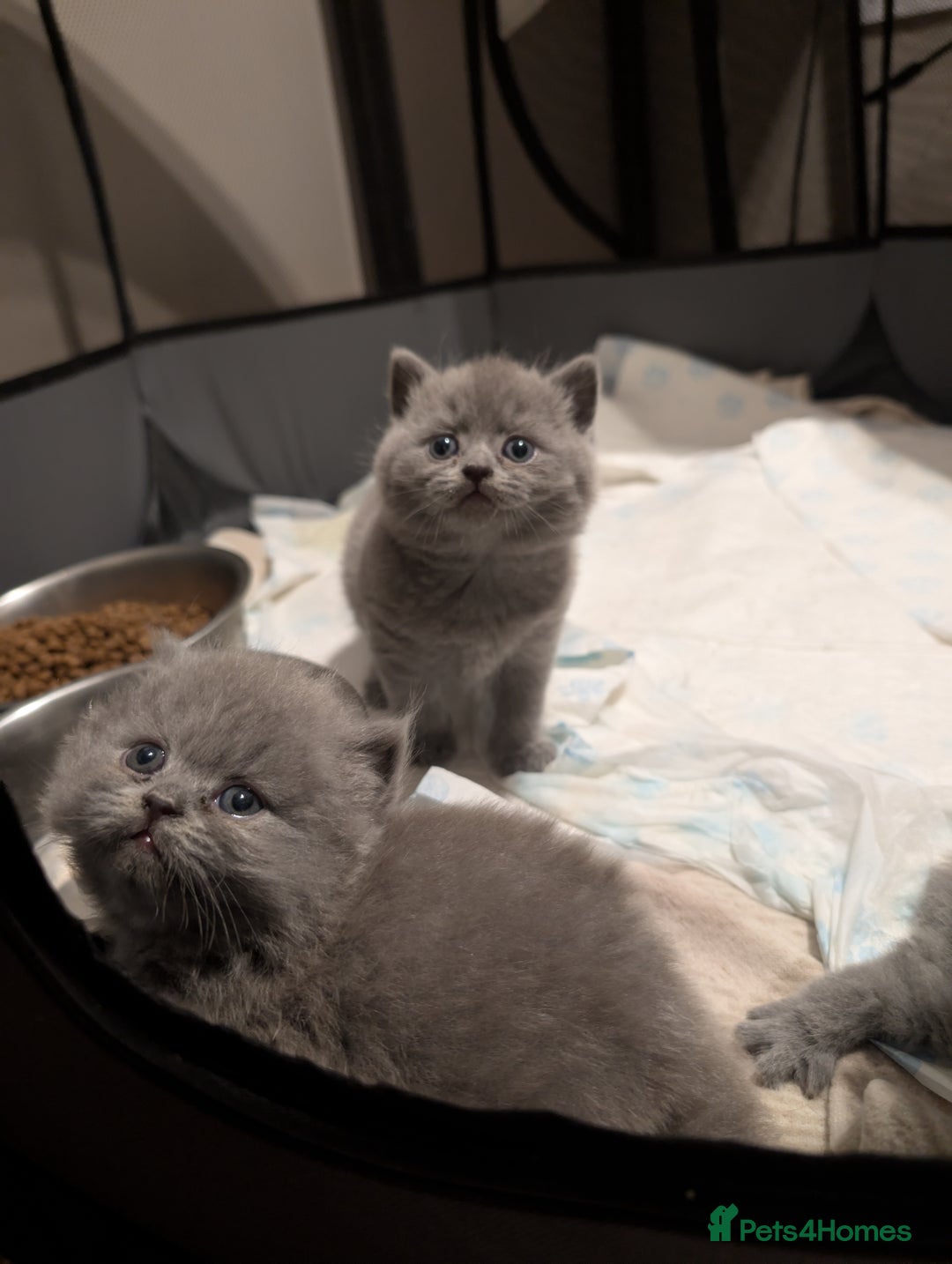 British Shorthair cats for sale: Lilac and Black British Shorthair kittens  - Image 11
