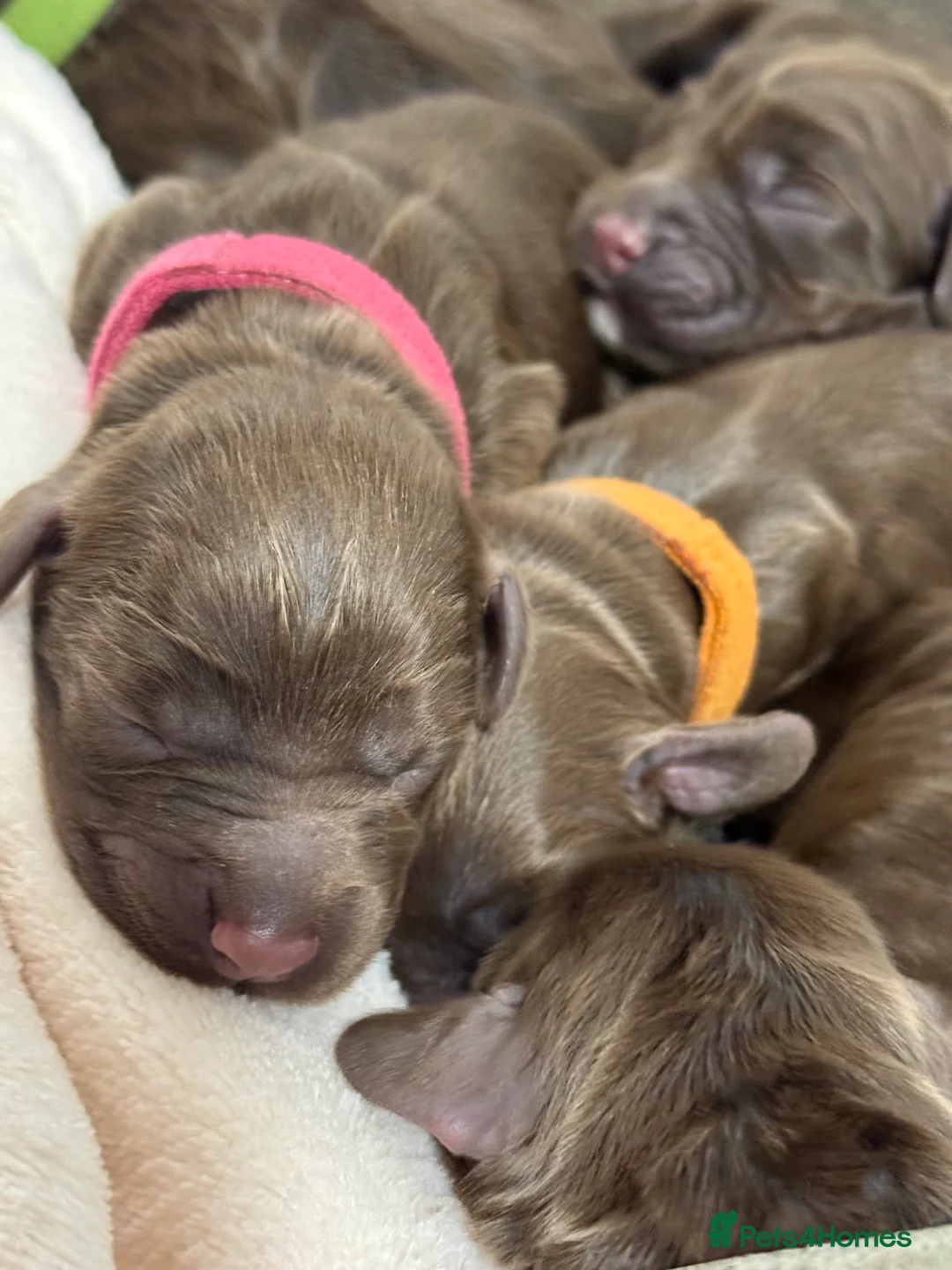 Cocker Spaniel dogs for sale: Kennel club registered  - Advert 16