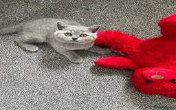British Shorthair cats for sale: READY COLLECTION THIS WEEKEND! Bsh babies  - Image 26