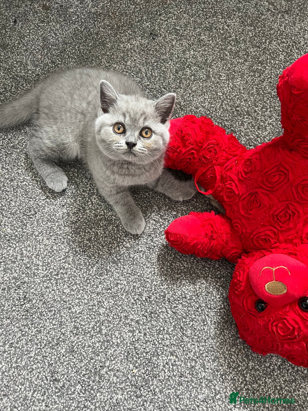 British Shorthair cats for sale: READY COLLECTION THIS WEEKEND! Bsh babies  - Image 26