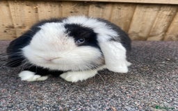 Mini Lop rabbits for sale: Mini lops  - Image 9