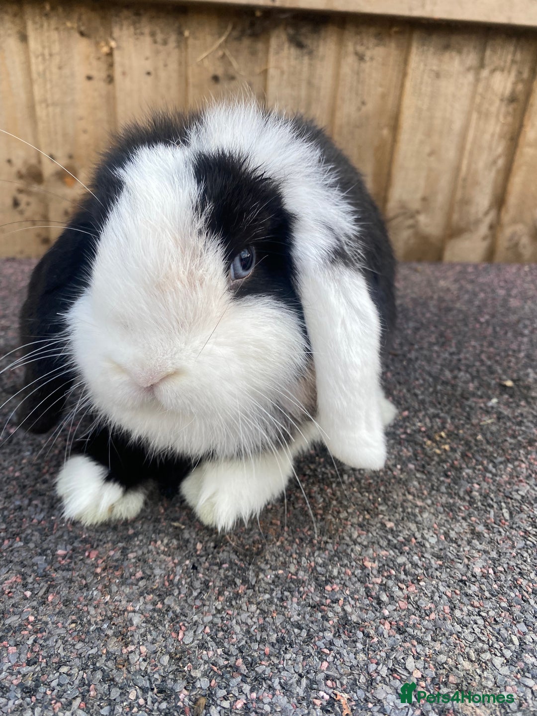 Mini Lop rabbits for sale: Mini lops  - Image 9