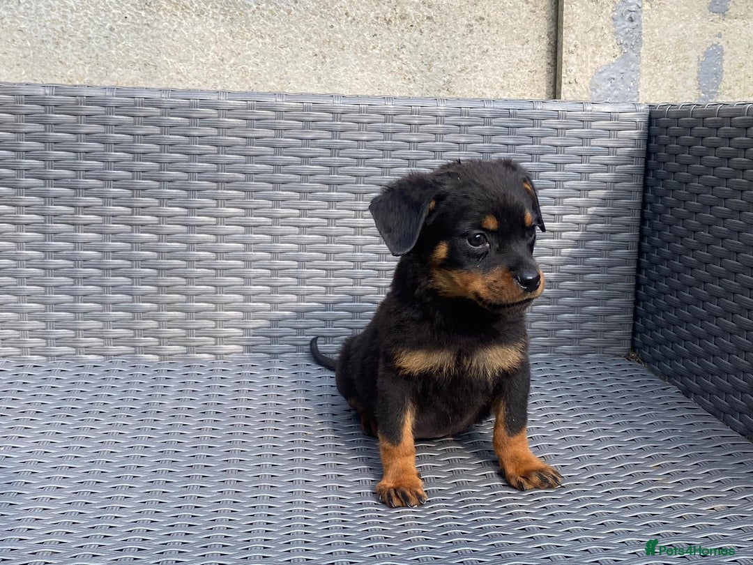Rottweiler dogs for sale: Beautiful Rottweilers - Image 2