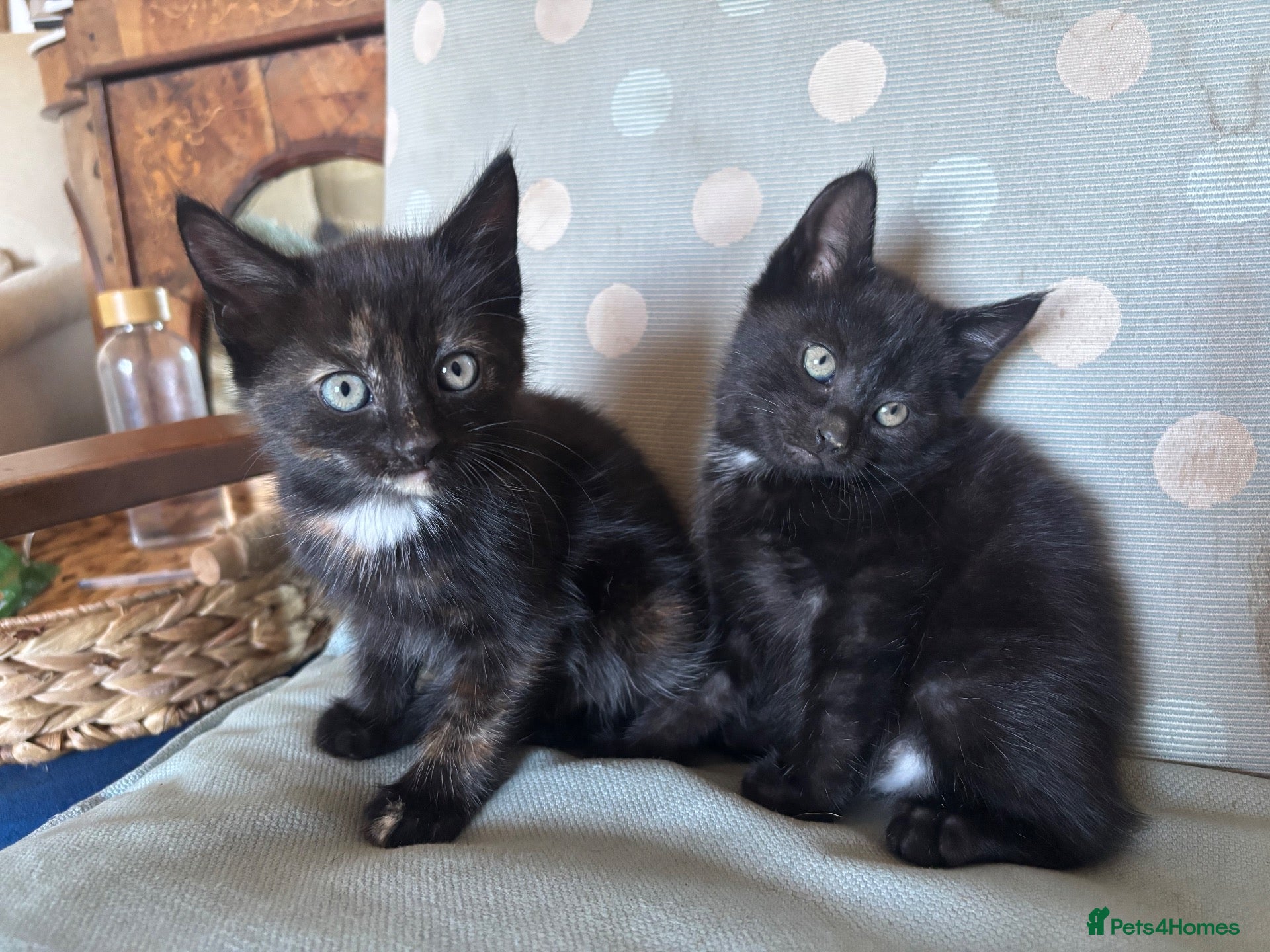 Mixed Breed cats Gorgeous Girl kittens available  - Advert 21